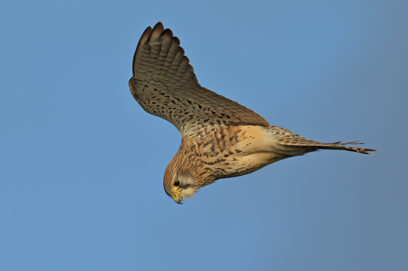 Common Kestrel (Falco tinnunculus)