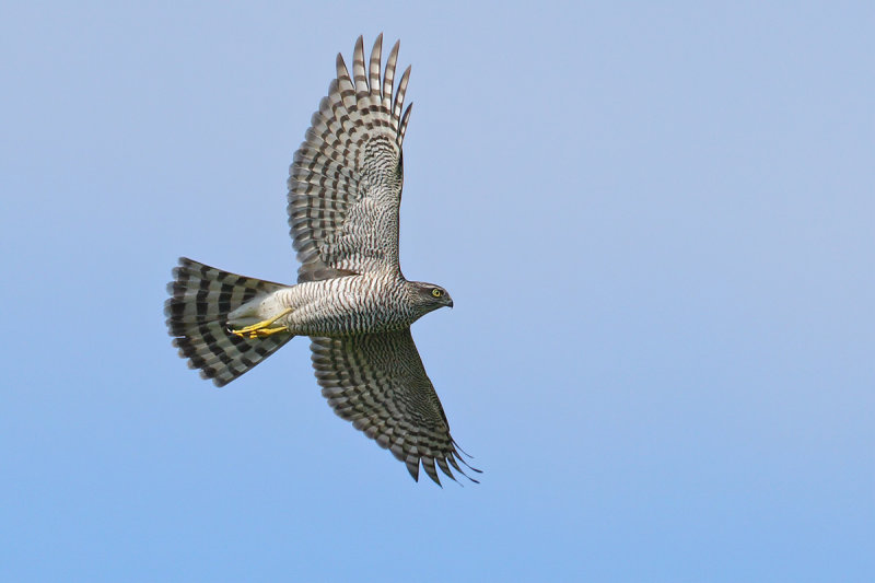 Eurasian (or Northern) Sparrowhawk (Accipiter nisus)