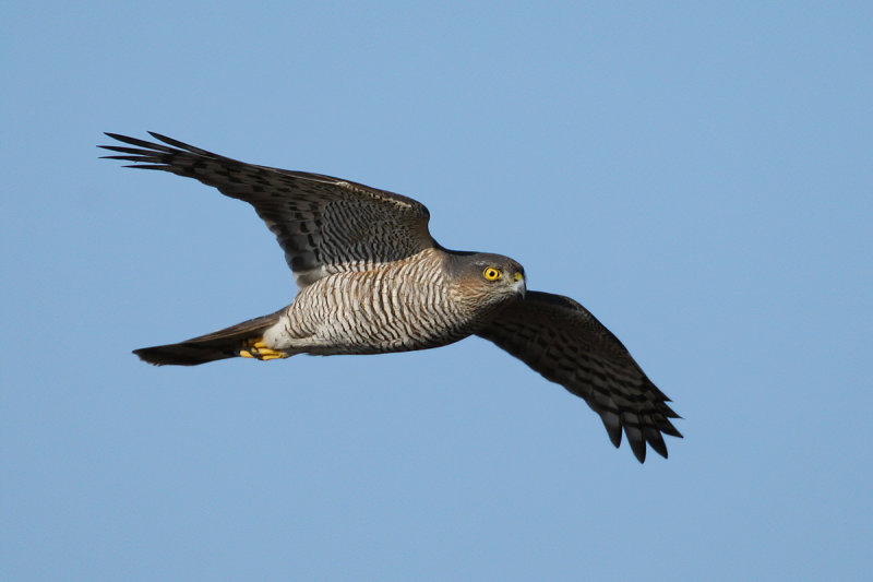 Eurasian (or Northern) Sparrowhawk (Accipiter nisus)