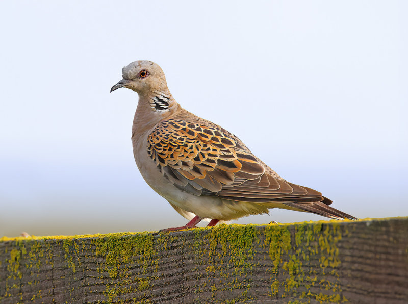 European Turtle Dove (Streptopelia turtur)