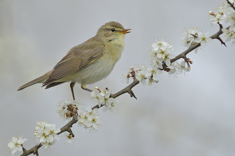 Willow Warbler (Phylloscopus trochilus)