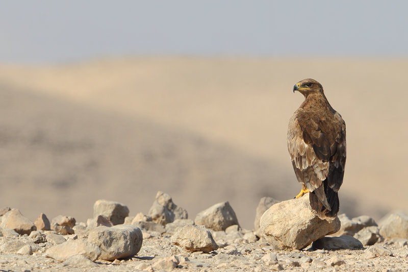 Steppe Eagle (Aquila nipalensis)