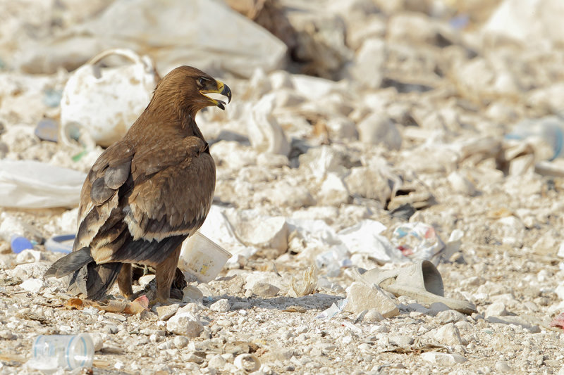 Steppe Eagle (Aquila nipalensis)