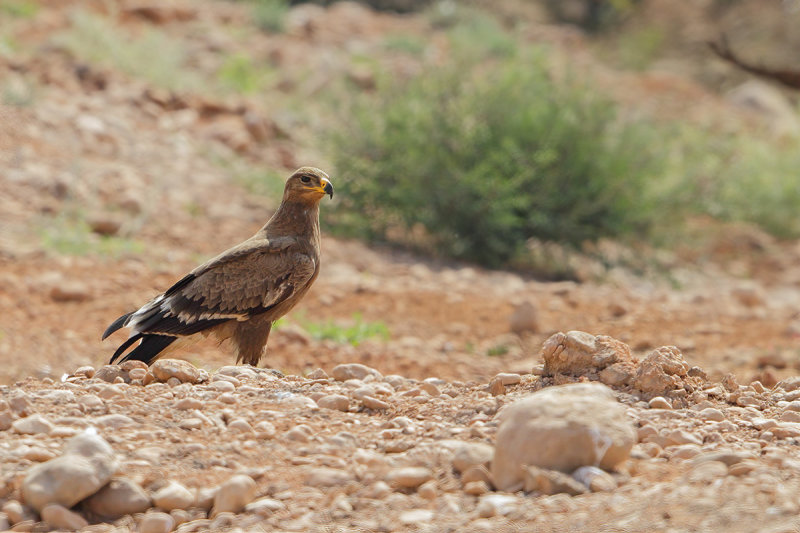 Steppe Eagle (Aquila nipalensis)