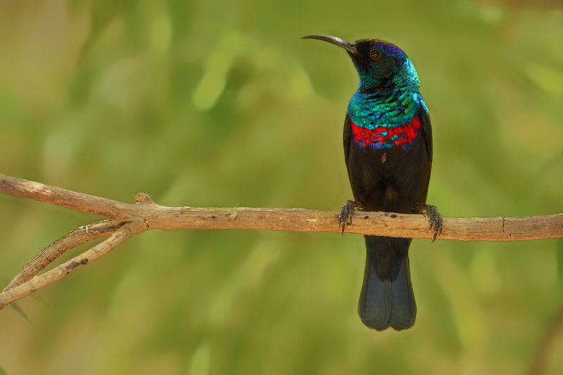 Arabian sunbird (Cinnyris hellmayri)