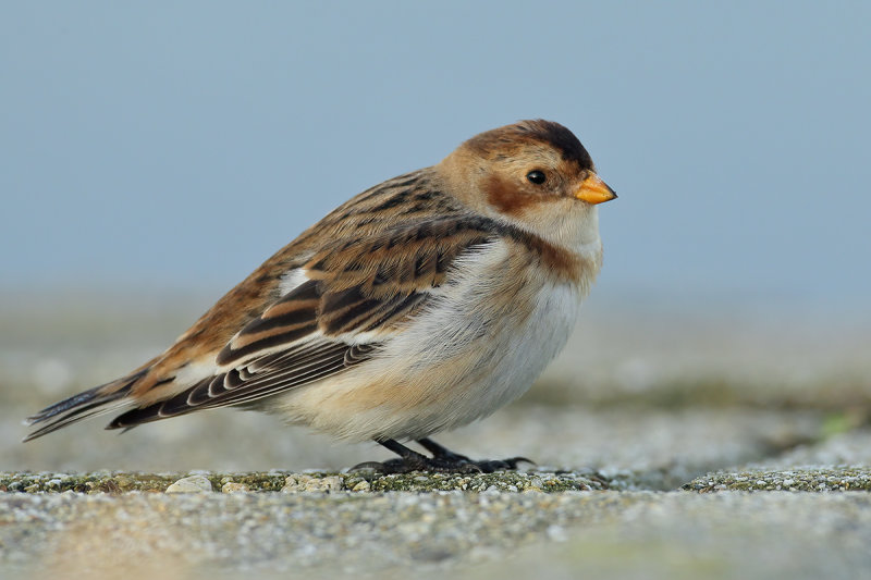 Gallery Snow Bunting