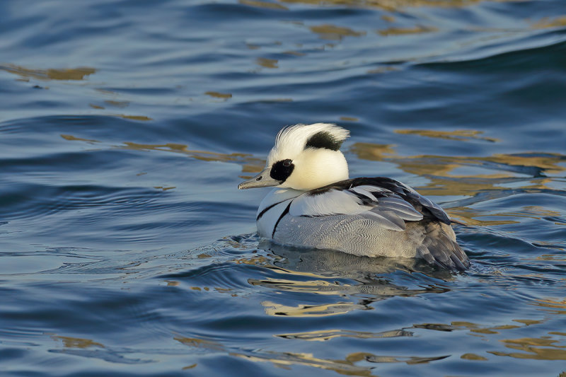 Smew (Mergellus albellus)