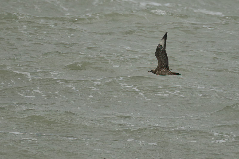 Arctic Skua or Parasitic Skua, (Stercorarius parasiticus) 