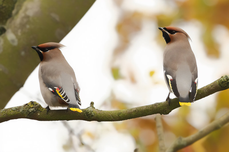 Bohemian Waxwing (Bombycilla garrulus)