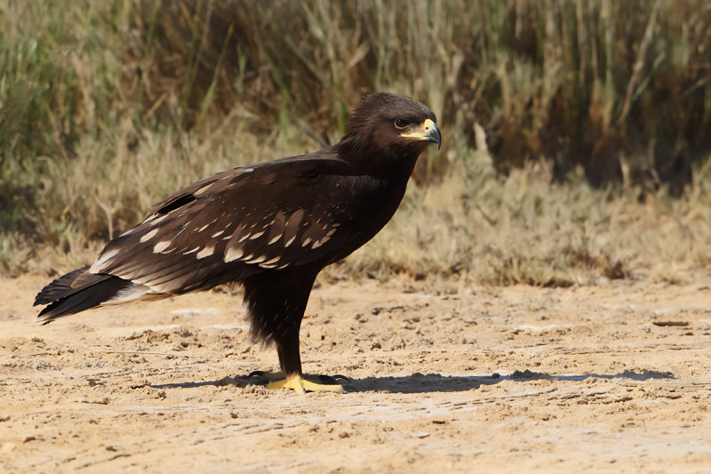 Greater Spotted Eagle (Aquila clanga) Juvenile