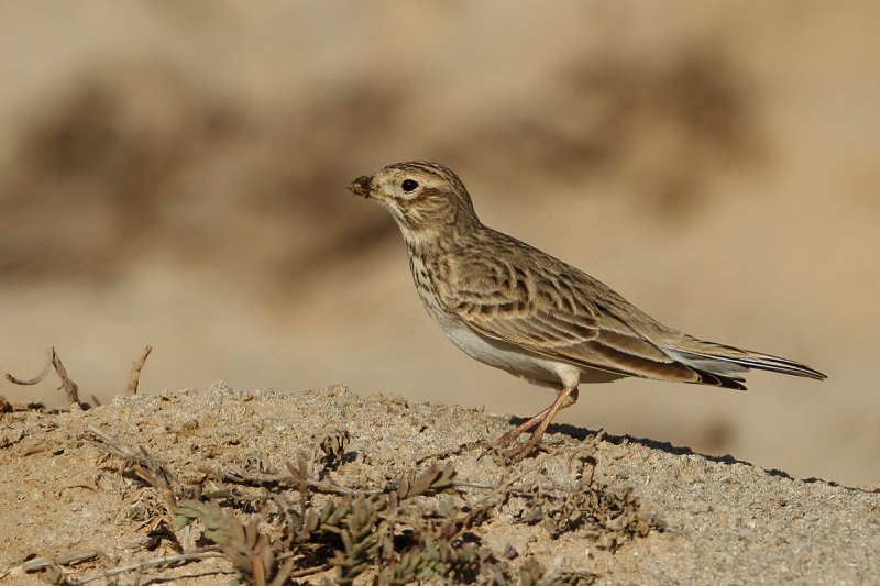 Turkestan Short-toed Lark (Alaudala heinei) 