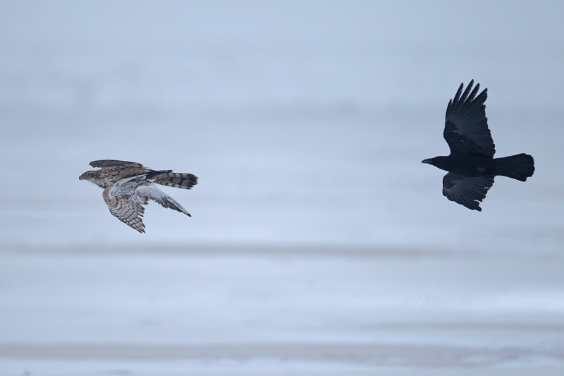 Northern Goshawk (Astur gentilis)