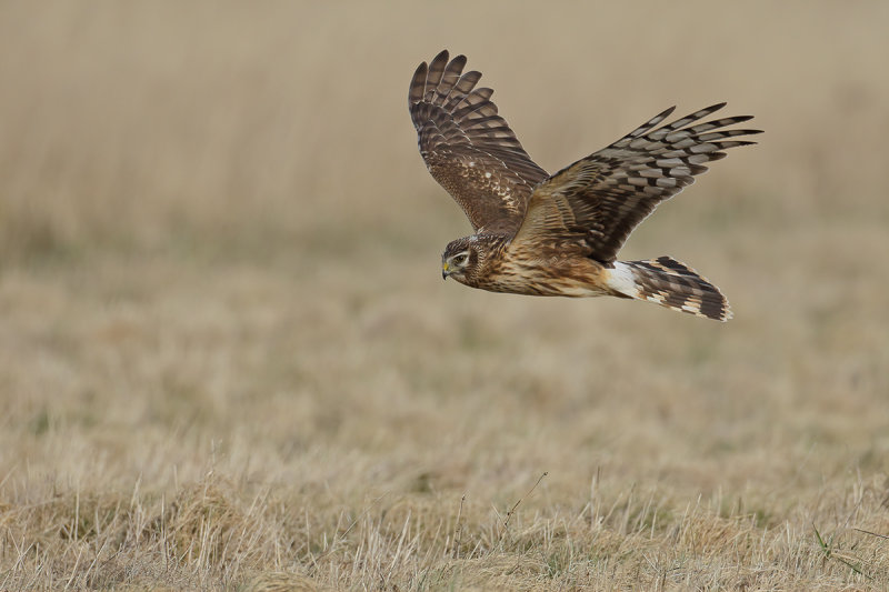 Hen Harrier (Circus cyaneus) 