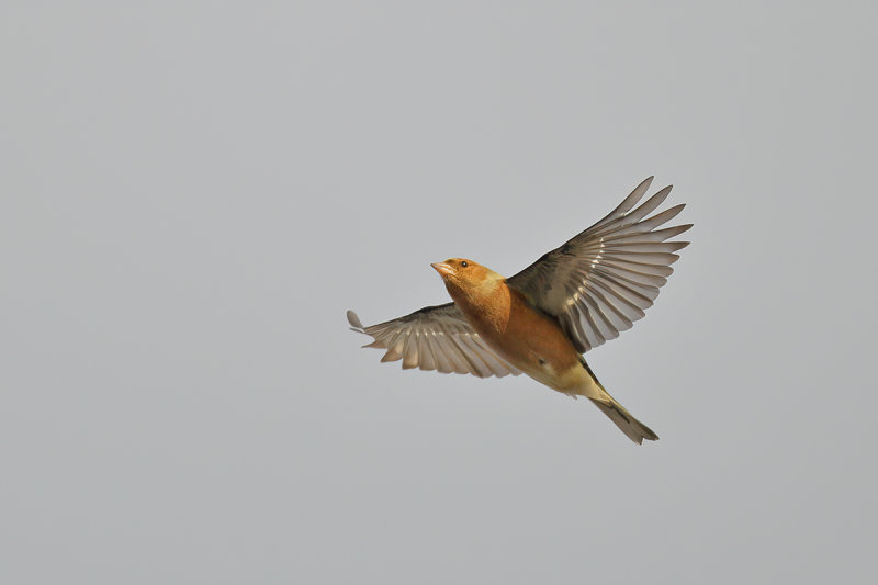 Common Chaffinch (Fringilla coelebs) 