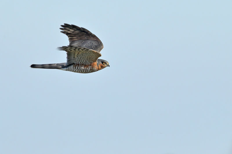 Eurasian Sparrowhawk (Accipiter nisus)