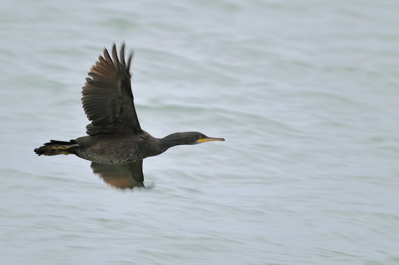 European shag (Gulosus aristotelis)