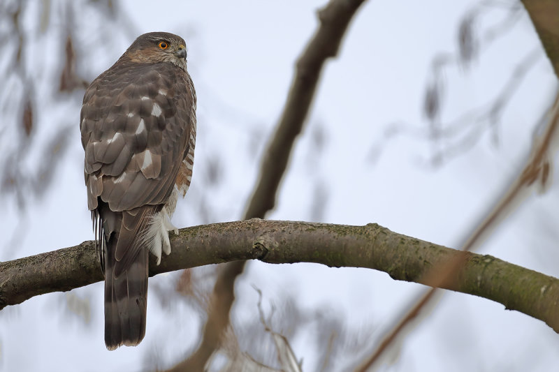 Eurasian (or Northern) Sparrowhawk (Accipiter nisus)