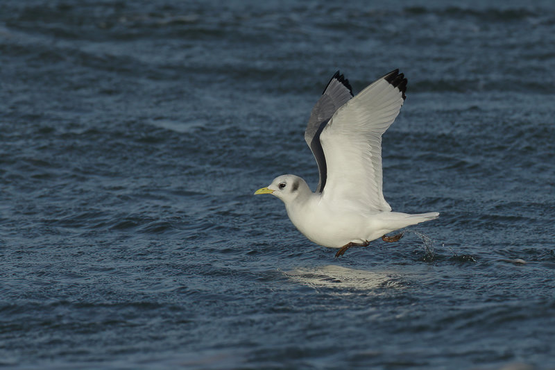 Black-legged Kittiwake (Rissa tridactyla)