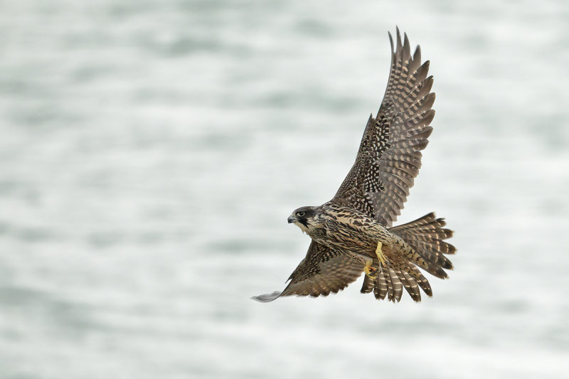Peregrine Falcon (Falco peregrinus)