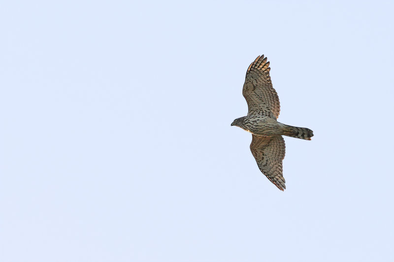 Northern Goshawk (Astur gentilis)