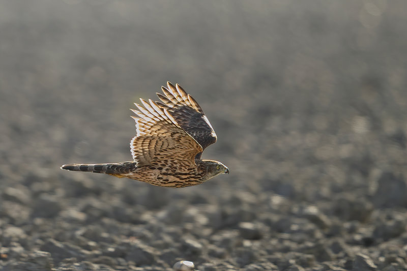 Northern Goshawk (Accipiter gentilis)