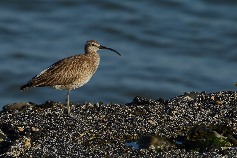 Whimbrel (Numenius phaeopus)