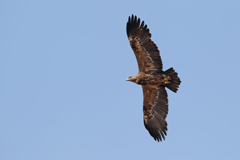 Steppe Eagle (Aquila nipalensis) 