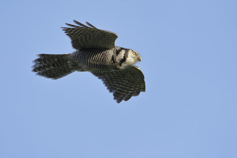Northern Hawk-owl (Surnia ulula)