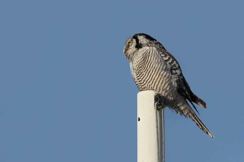 Northern Hawk-owl (Surnia ulula)