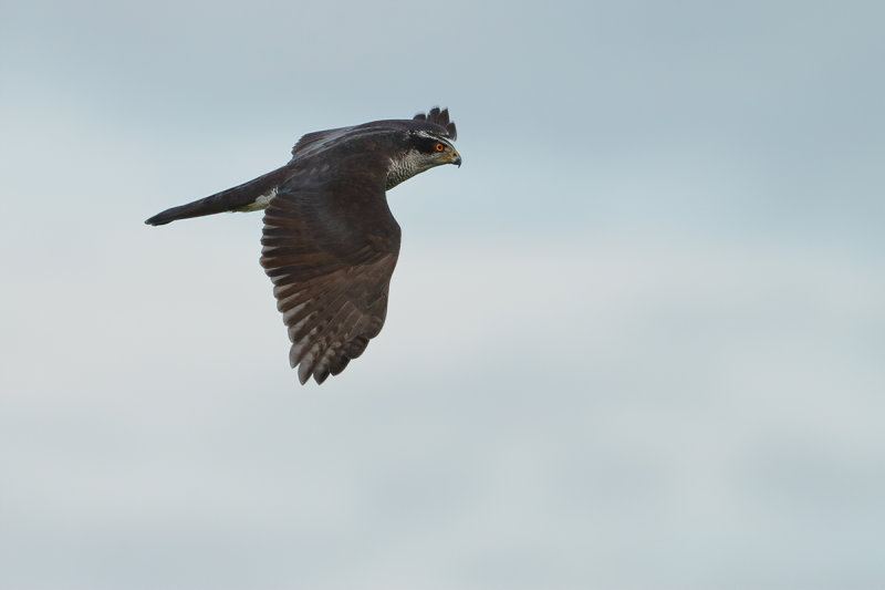 Northern Goshawk (Astur gentilis)