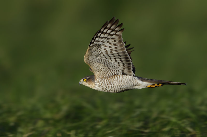 Eurasian Sparrowhawk (Accipiter nisus)