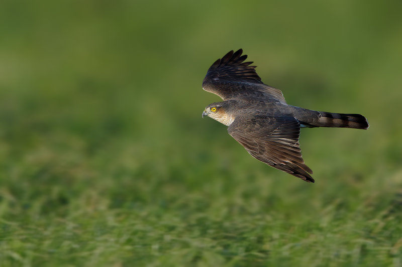 Eurasian Sparrowhawk (Accipiter nisus)