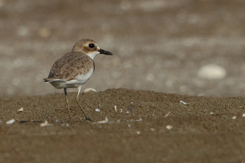 Gallery Greater Sand Plover