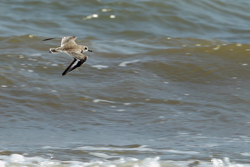 Greater Sand Plover (Charadrius leschenaultii) 