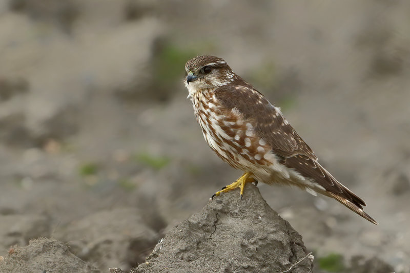 Merlin (Falco columbarius) 