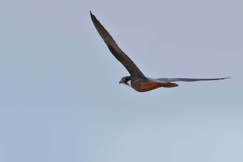 Eleonora's Falcon (Falco eleonorae)