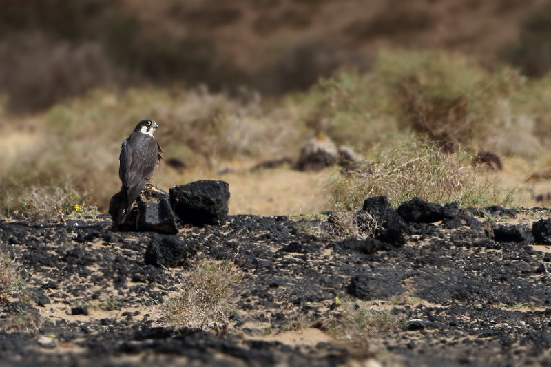 Eleonora's Falcon (Falco eleonorae)