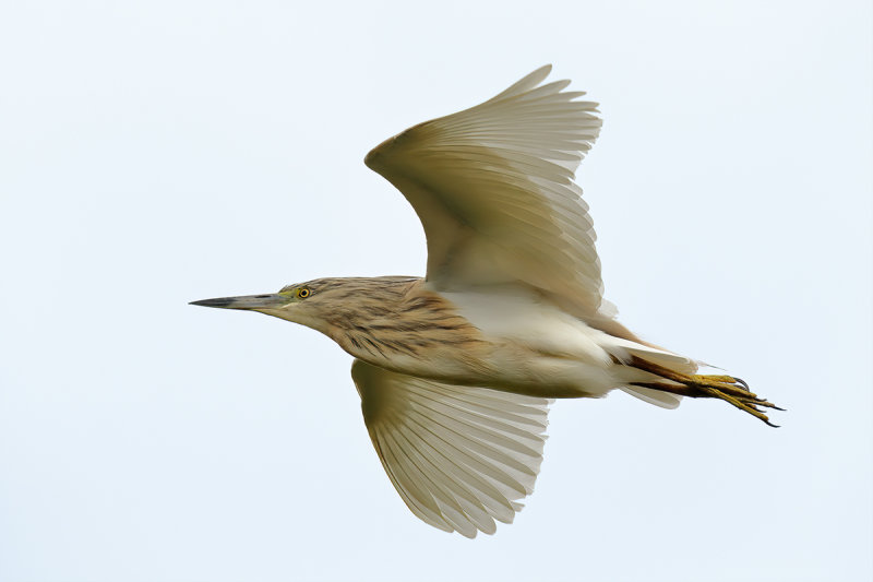 Squacco Heron (Ardeola ralloides)