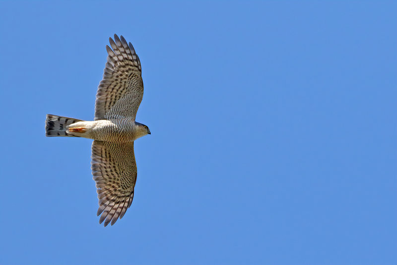 Eurasian Sparrowhawk (Accipiter nisus)