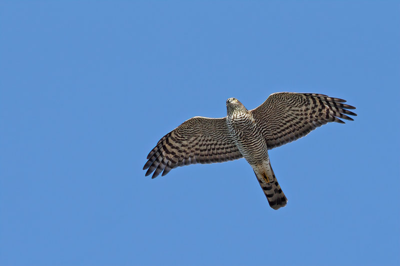 Eurasian Sparrowhawk (Accipiter nisus)