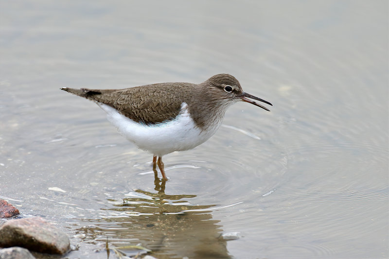 Common Sandpiper (Actitis hypoleucos)