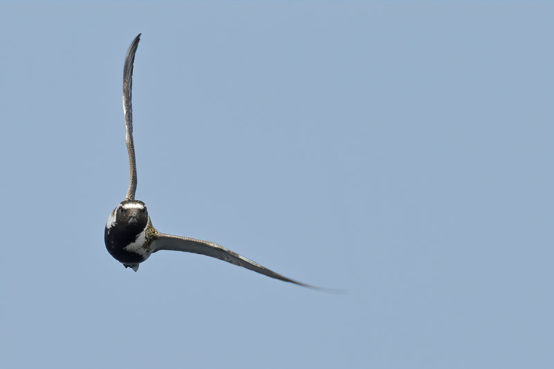 Eurasian Golden Plover (Pluvialis apricaria)