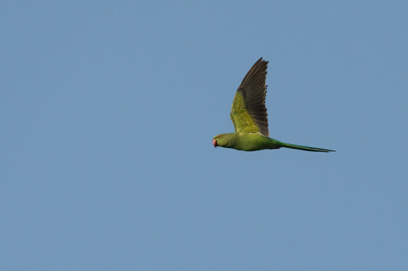 Rose-ringed Parakeet (Psittacula krameri)