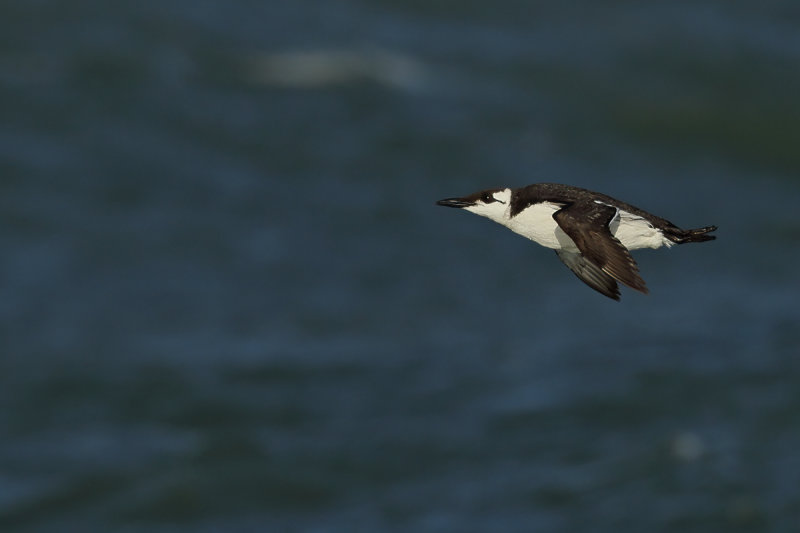 Common Guillemot (Uria aalge)