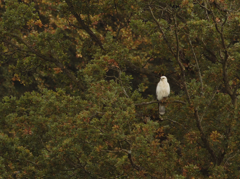 Common Buzzard (Buteo buteo) 