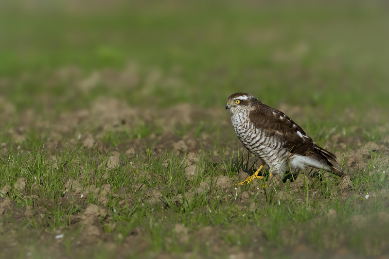 Eurasian Sparrowhawk (Accipiter nisus)