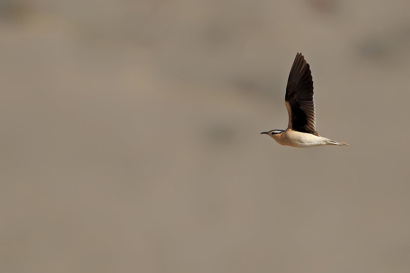 Cream-coloured Courser  (Cursorius cursor ssp. bannermani)