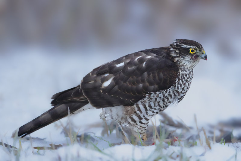 Eurasian Sparrowhawk (Accipiter nisus)