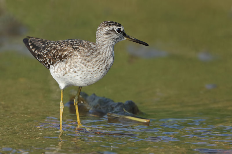 Wood Sandpiper  (Tringa glareola)