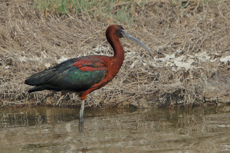 Glossy Ibis (Plegadis falcinellus)